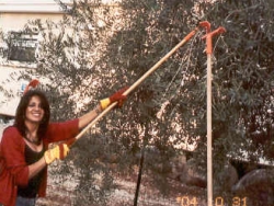 Volunteer picking olives