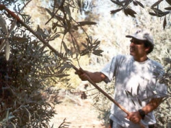 Volunteer picking olives