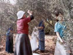 Volunteer picking olives