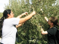 Volunteer picking olives