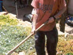 Volunteer working the land