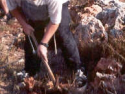 Volunteer working the land