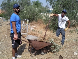 Volunteers carting away freshly picked olives
