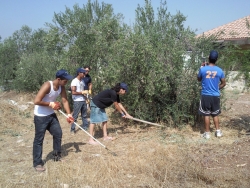 Volunteers picking olives