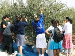 youth-picking-olives-vb