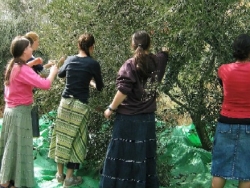 Volunteers picking olives