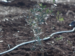 olive sapling planted