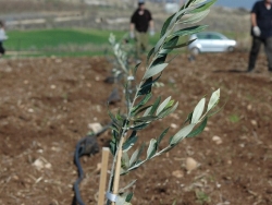 olive sapling planted