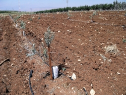 recently planted olive grove
