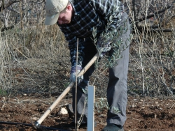 Planting the ground